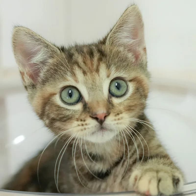 マンチカンの子猫 メス ブラウンパッチドタビー - パピーヴィレッジ シラコバト - 写真1