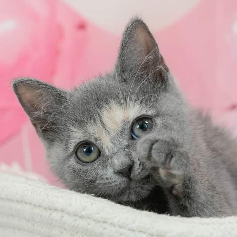 マンチカンの子猫 メス ブルーパッチドタビー