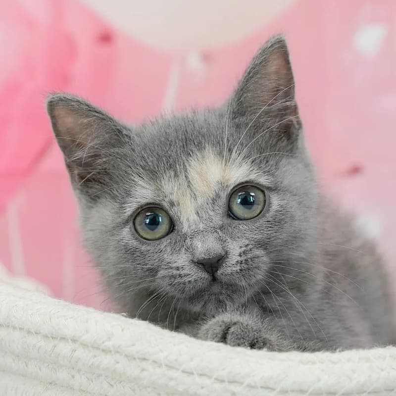 マンチカンの子猫 メス ブルークリームタビー