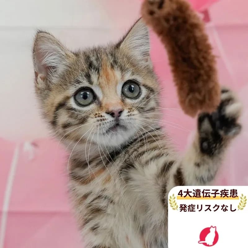 マンチカンの女の子 ブラウンパッチドタビー