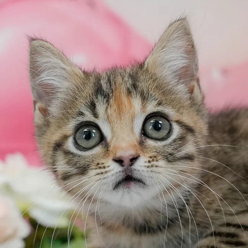 マンチカンの子猫 メス ブラウンパッチドタビー