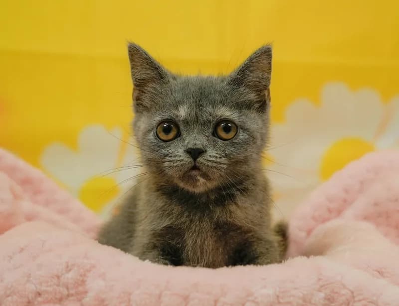 マンチカンの子猫 メス ブルーパッチドタビー
