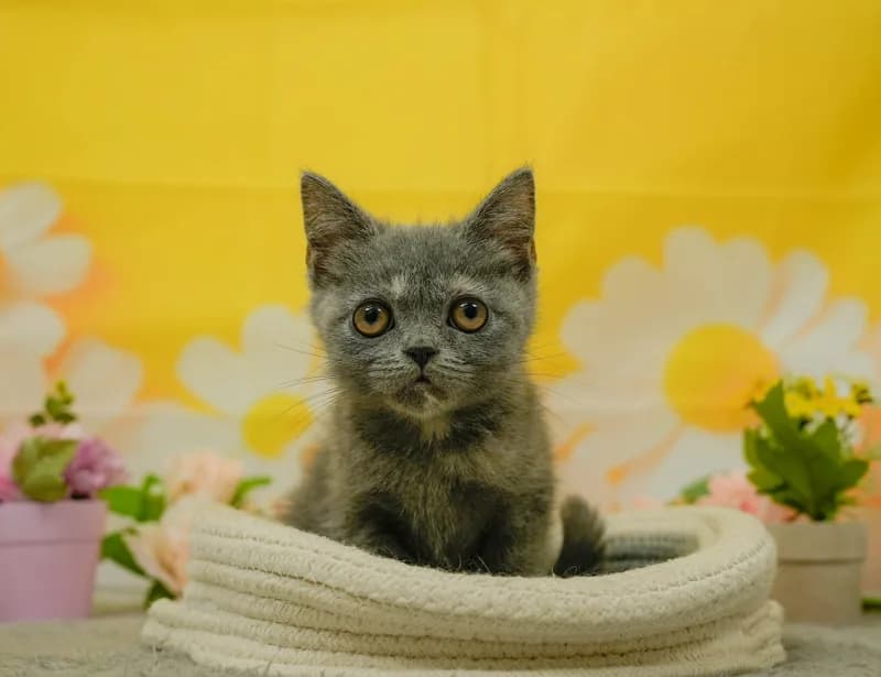 マンチカンの子猫 メス ブルークリームタビー