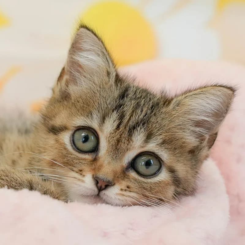 マンチカンの子猫 メス ブラウンタビー