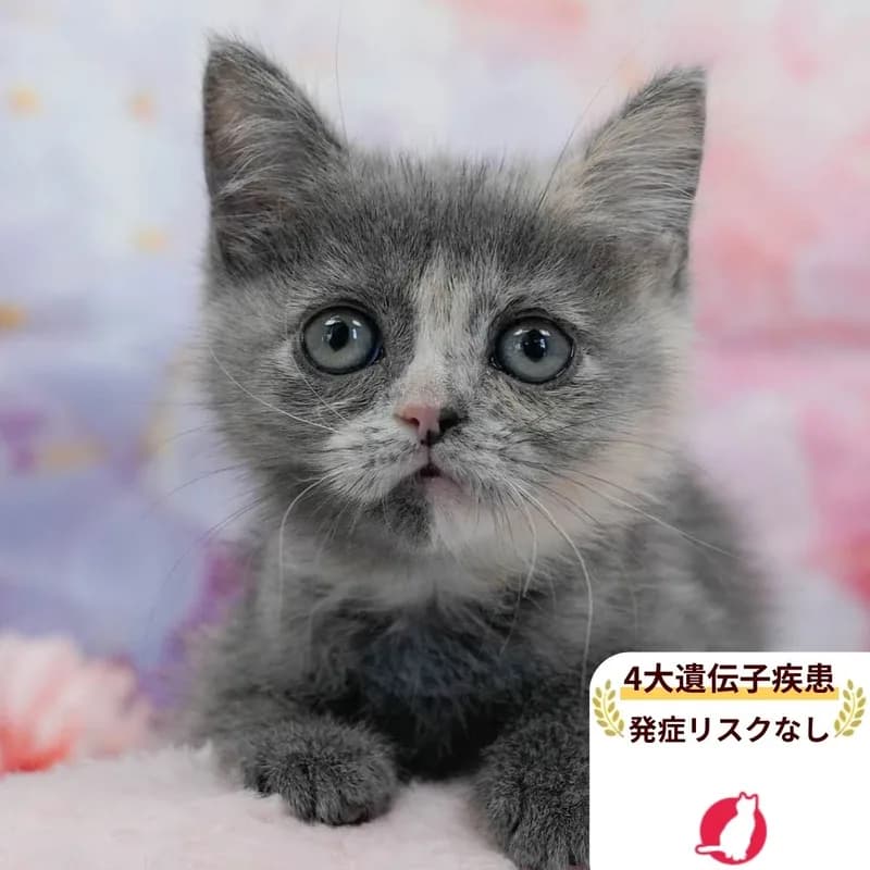 マンチカンの女の子 ブルーパッチドタビー