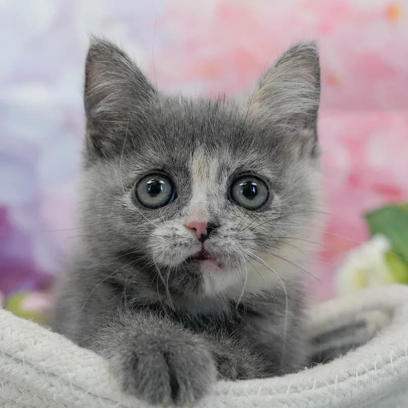 マンチカンの子猫 メス ブルーパッチドタビー