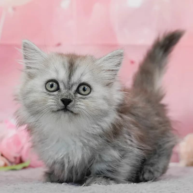ミヌエットの子猫 メス シルバータビー