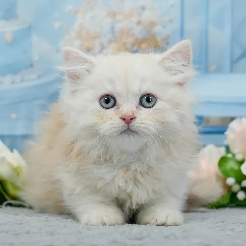 ミヌエットの子猫 オス レッドタビー&ホワイト
