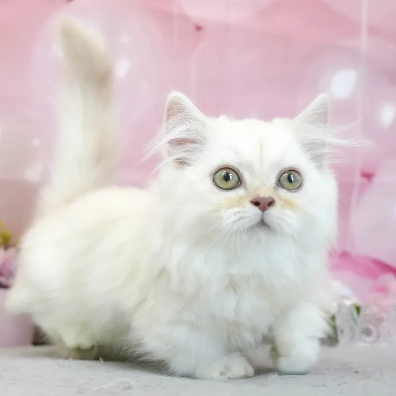 ミヌエットの子猫 オス クリーム