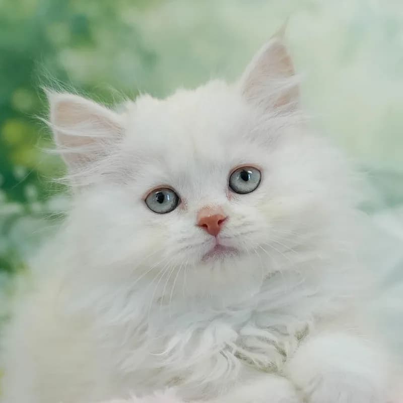 ミヌエットの子猫 オス クリーム