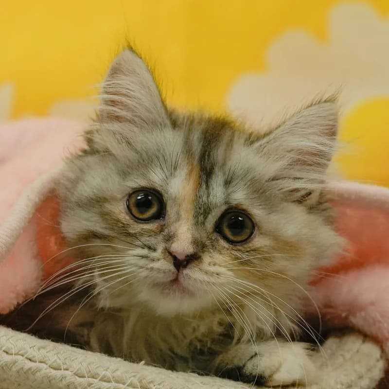 ミヌエットの子猫 メス シルバーパッチドタビー