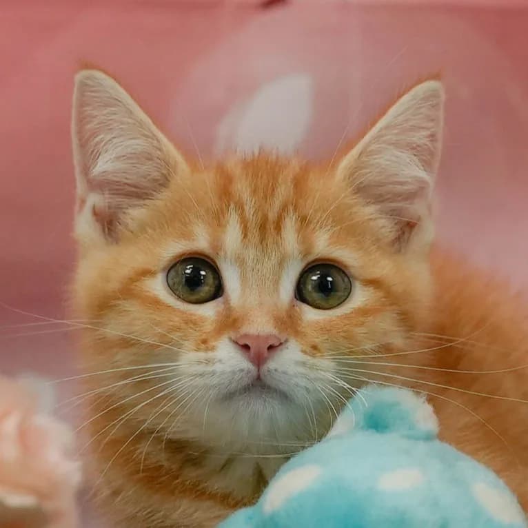 マンチカンの子猫 メス レッドタビー