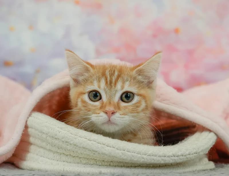マンチカンの子猫 メス レッドタビー
