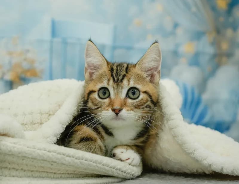 マンチカンの子猫 オス ブラウンタビー&ホワイト - パピーヴィレッジ ユリカモメ - 写真1