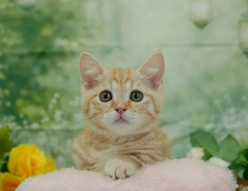 マンチカンの子猫 オス レッドタビー - パピーヴィレッジ ユリカモメ - 写真1