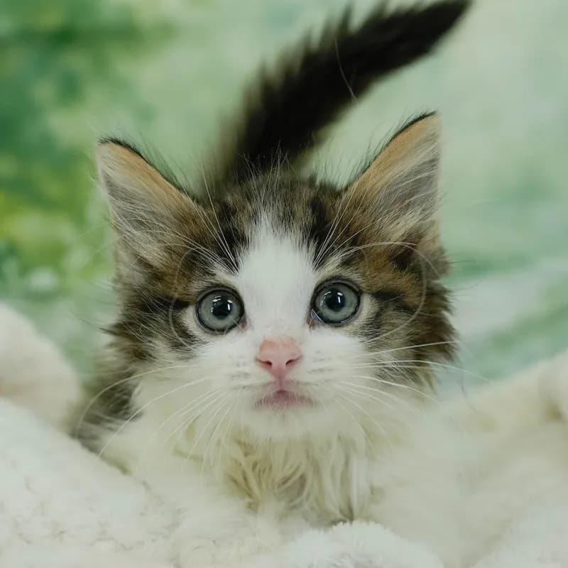 ノルウェージャンフォレストキャットの子猫 オス ブラウンタビー&ホワイト