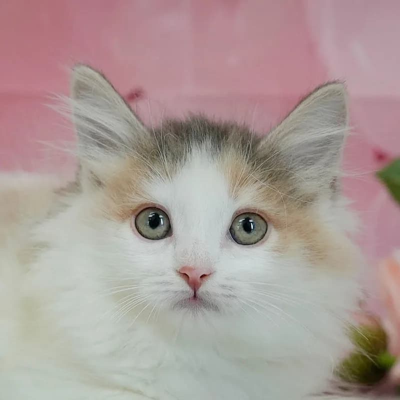 ノルウェージャンフォレストキャットの子猫 メス ダイリュートキャリコ - パピーヴィレッジ ユリカモメ - 写真1