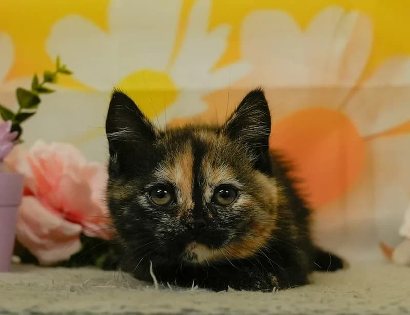 マンチカンの子猫 メス トーティ