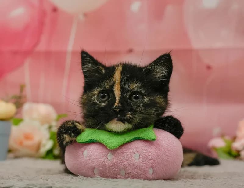 マンチカンの子猫 メス トーティ