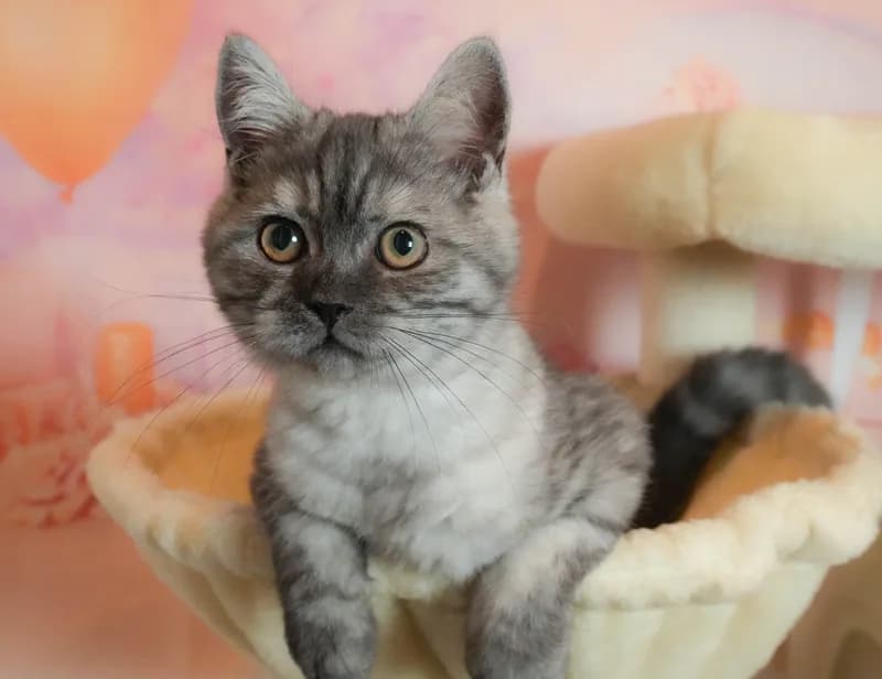 マンチカンの子猫 オス シルバータビー - パピーヴィレッジ チドリ - 写真1