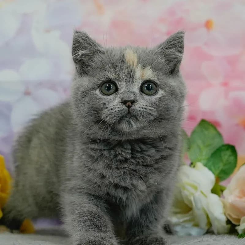マンチカンの子猫 メス ブルークリーム
