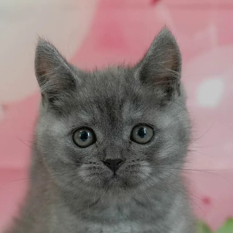 マンチカンの子猫 オス ブルータビー