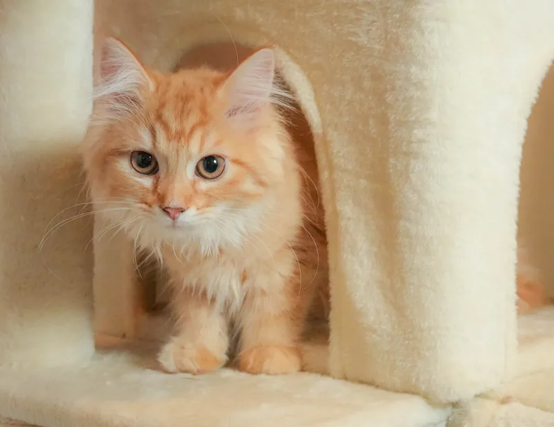 マンチカンの子猫 メス レッドタビー - パピーヴィレッジ チドリ - 写真1