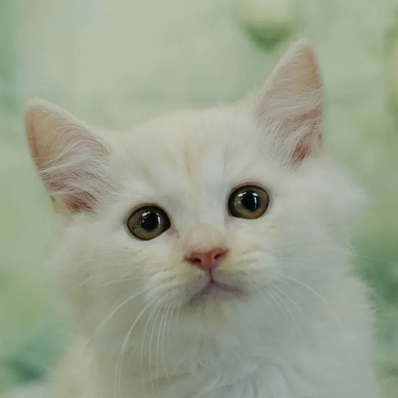 マンチカンの子猫 オス クリーム