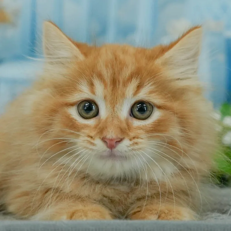 マンチカンの子猫 オス レッドタビー