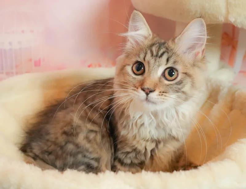 マンチカンの子猫 メス ブラウンパッチドタビー - パピーヴィレッジ チドリ - 写真1
