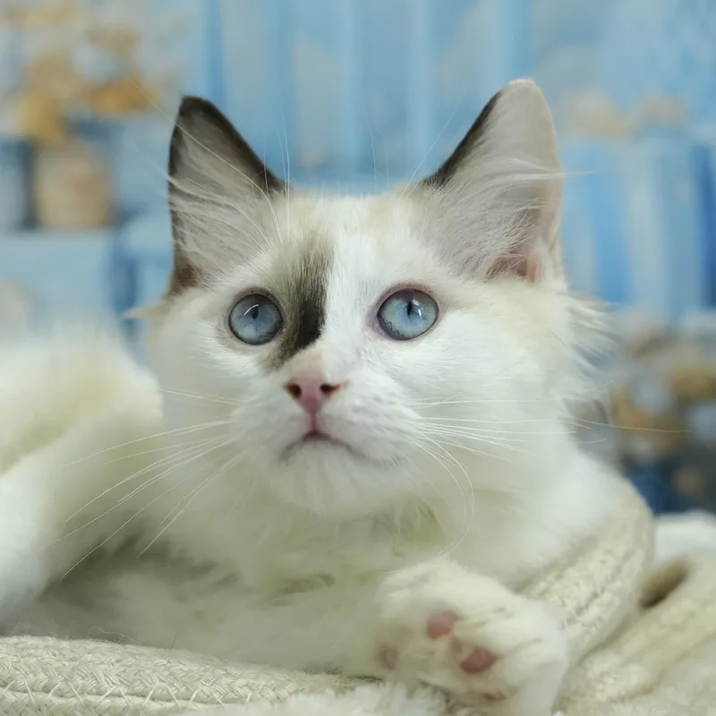 ラグドールの子猫 メス ブルーポイントバイカラー