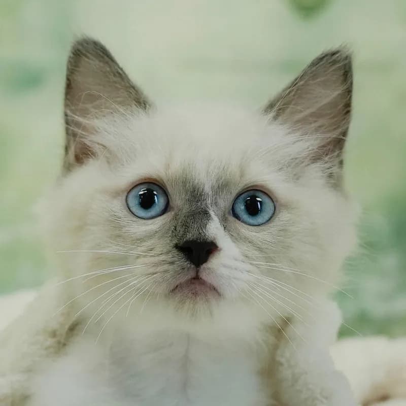 ラグドールの子猫 オス ブルーポイントバイカラー - パピーヴィレッジ ユリカモメ - 写真1