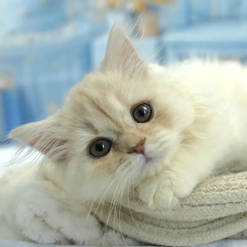 ミヌエットの子猫 オス クリーム&ホワイト