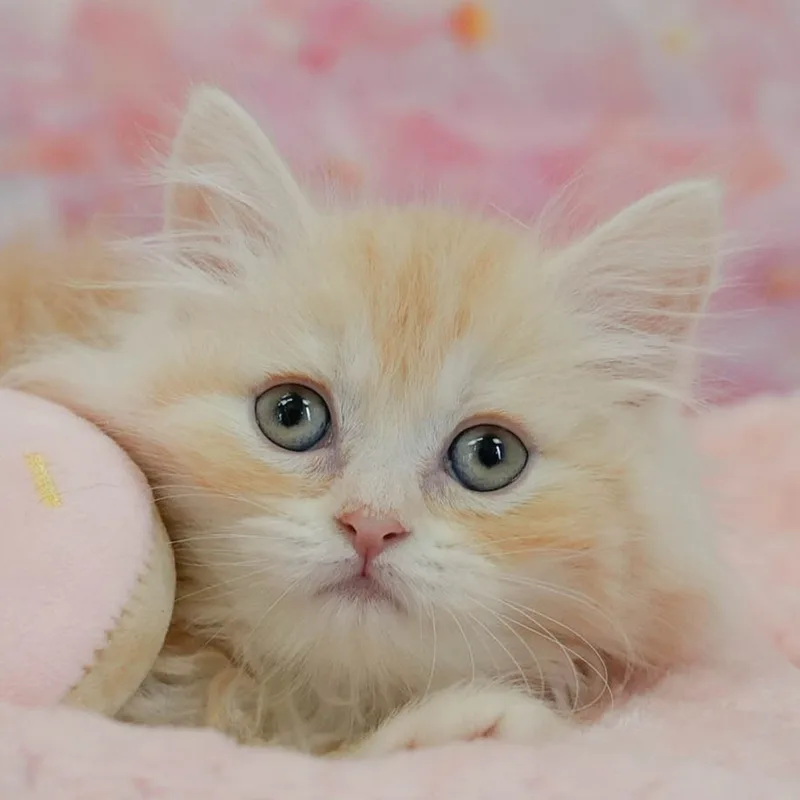 ミヌエットの子猫 メス レッドタビー&ホワイト