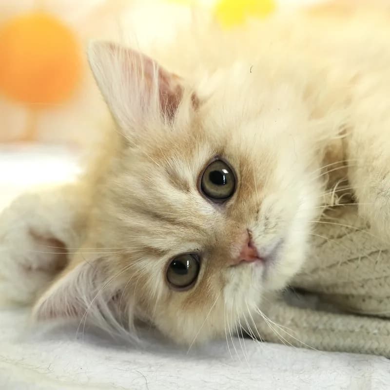 ミヌエットの子猫 オス クリームタビー