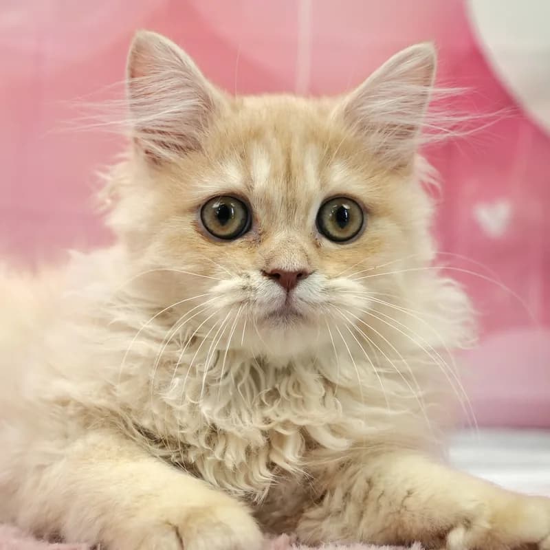ミヌエットの子猫 メス クリームタビー - パピーヴィレッジ ユリカモメ - 写真1