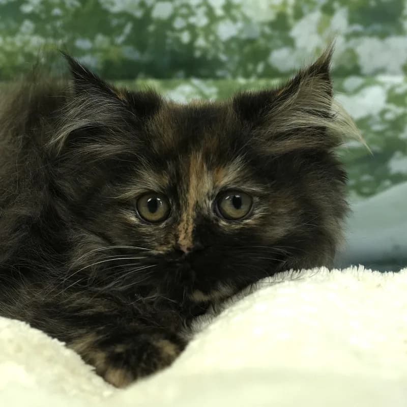 サイベリアンの子猫 メス トーティ