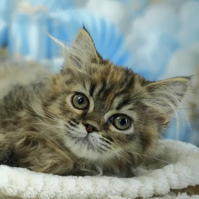 サイベリアンの子猫 メス ブラウンパッチドタビー