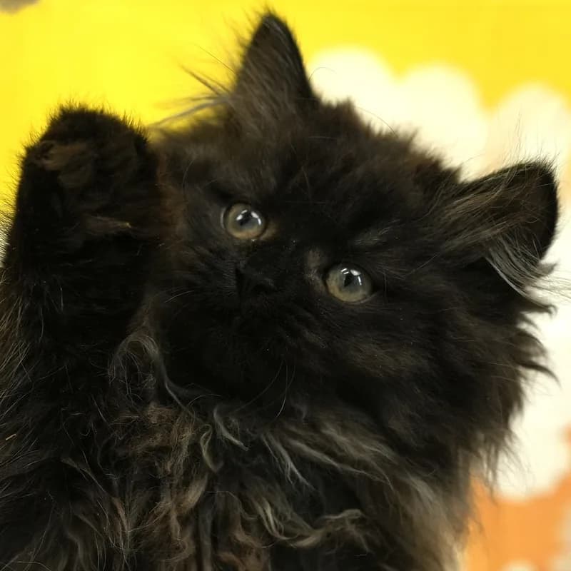 サイベリアンの子猫 オス ブラック