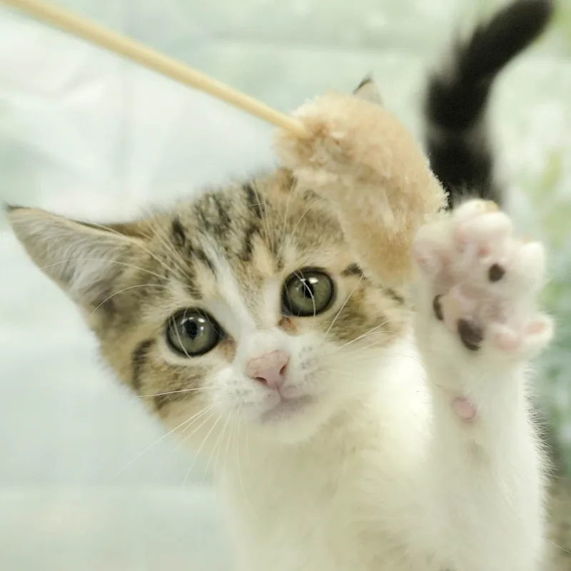 マンチカンの子猫 オス ブラウンタビー&ホワイト