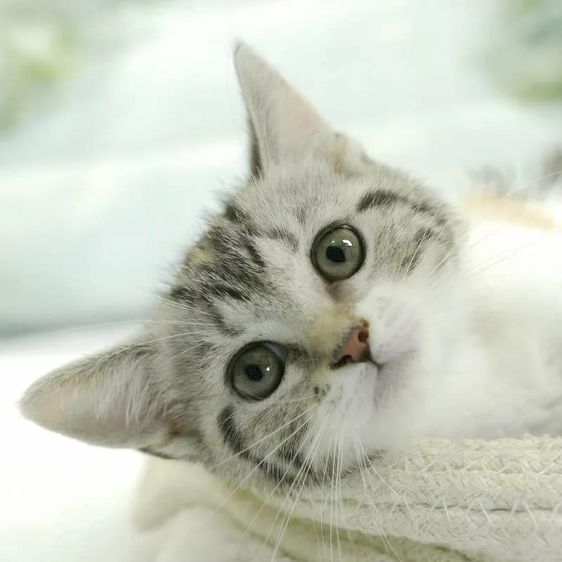 マンチカンの子猫 メス シルバーパッチドタビー