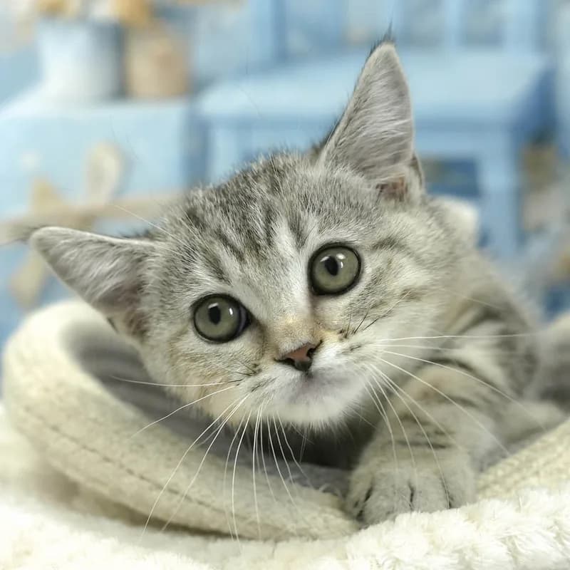 マンチカンの子猫 メス シルバーパッチドタビー