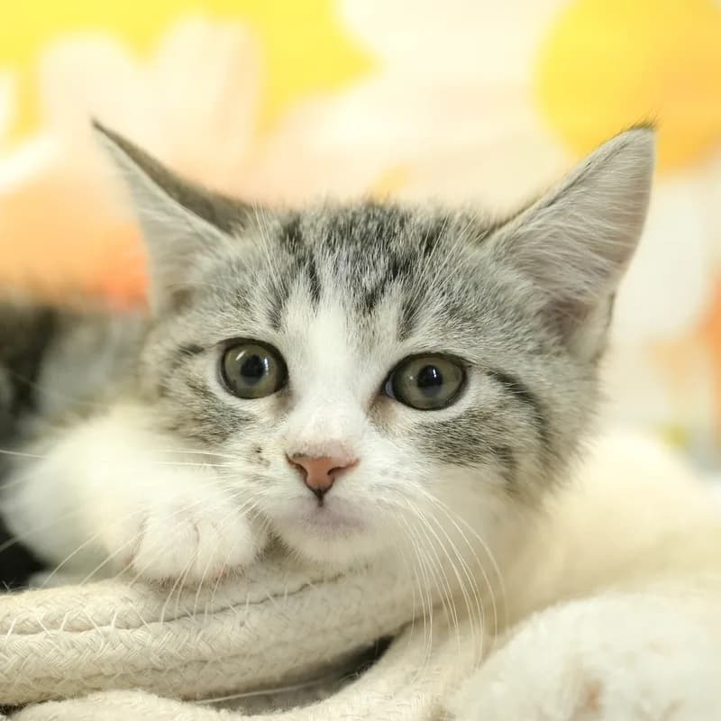 マンチカンの子猫 オス シルバータビー&ホワイト