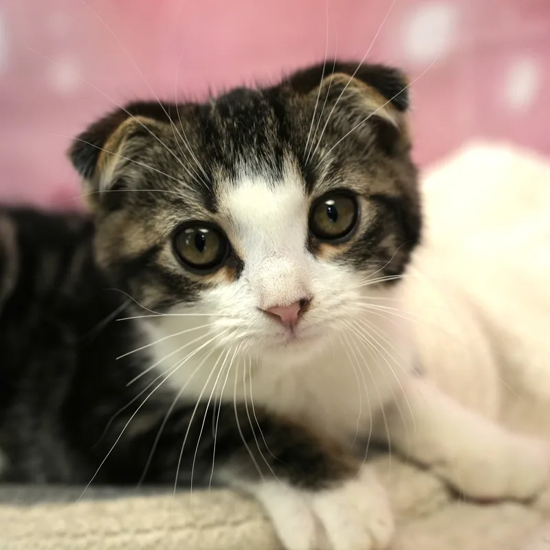 スコティッシュフォールドの子猫 オス ブラウンタビー&ホワイト