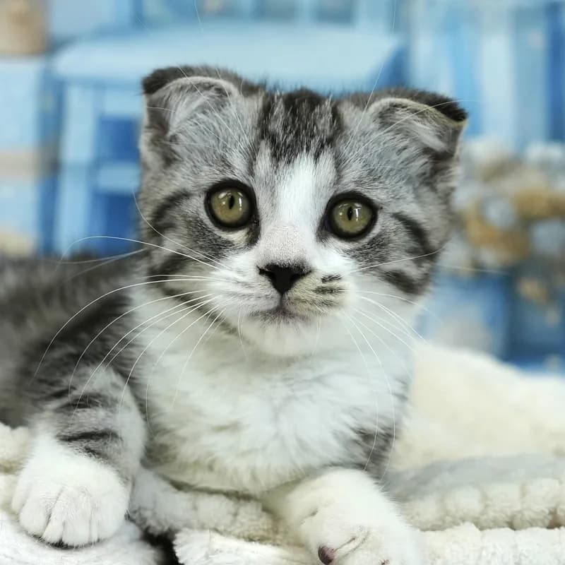 スコティッシュフォールドの子猫 オス シルバータビー&ホワイト