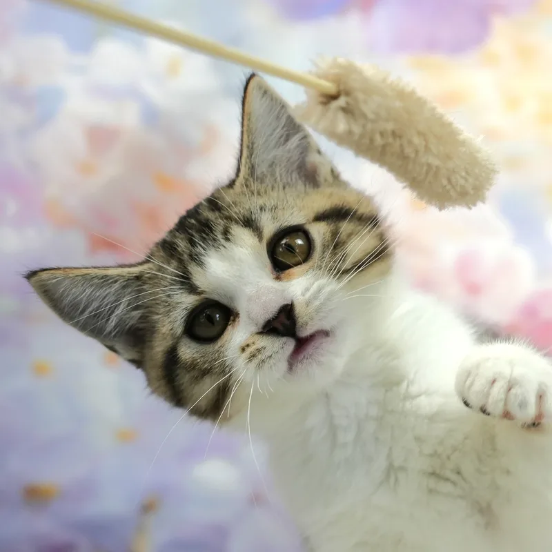 スコティッシュフォールドの子猫 オス ブラウンタビー&ホワイト - パピーヴィレッジ ユリカモメ - 写真1