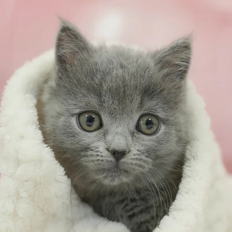 ミヌエットの子猫 メス ブルー