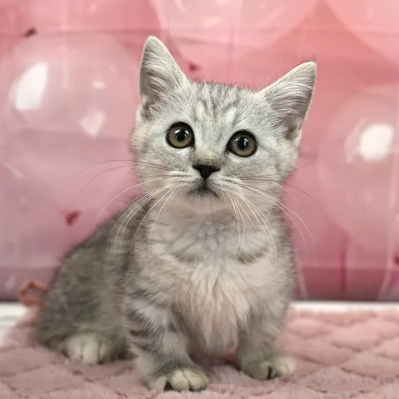 ミヌエットの子猫 オス シルバータビー