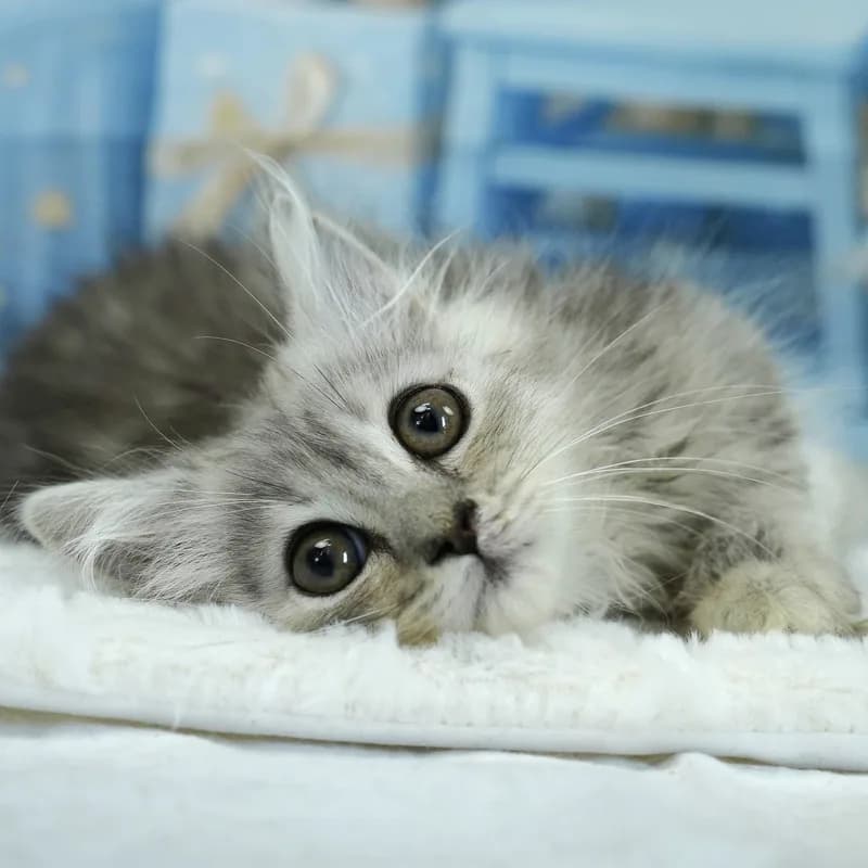 ミヌエットの子猫 メス シルバータビー - パピーヴィレッジ ユリカモメ - 写真1