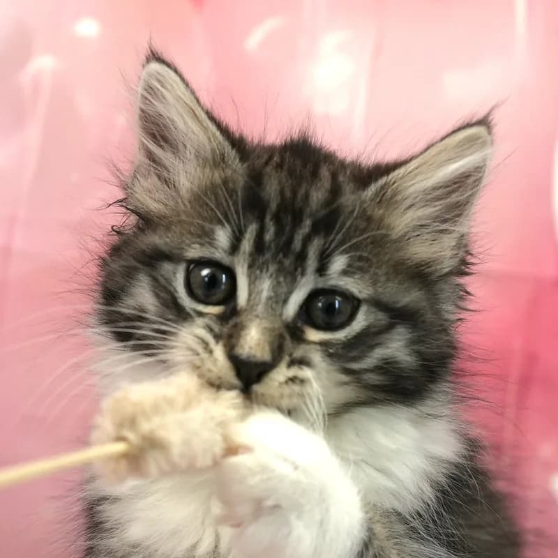 ノルウェージャンフォレストキャットの子猫 メス ブラウンパッチドタビー&ホワイト - パピーヴィレッジ ユリカモメ - 写真1
